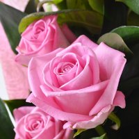 pink rose (13 pcs.), ruscus, packaging, ribbon