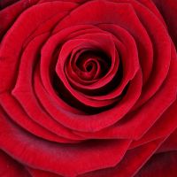 Bouquet 5 red roses + Raffaello