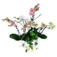 hedera, phalaenopsis orchid (4 pcs.), xxl pots, packaging, ribbon