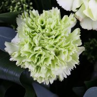 brunia, carnation (4 pcs.), single-headed chrysanthemum, skimmia, packaging, ribbon