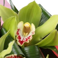 cymbidium (3 pcs.), packaging, tape