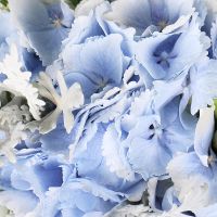 cineraria, hydrangea, eucalyptus, eustoma, freesia, rose (7 pcs.), packaging, ribbon