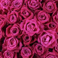 Bouquet 51 crimson roses