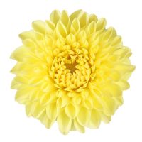 Bouquet Yellow dahlia by piece