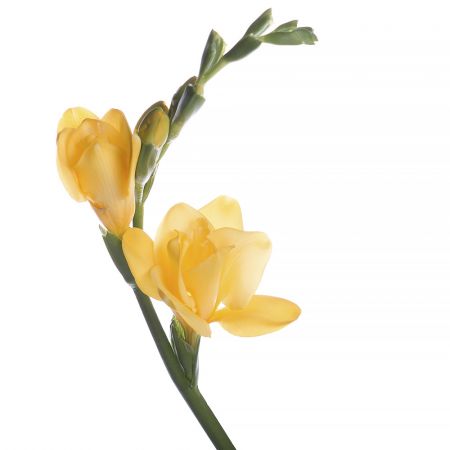 Bouquet Freesia yellow piece