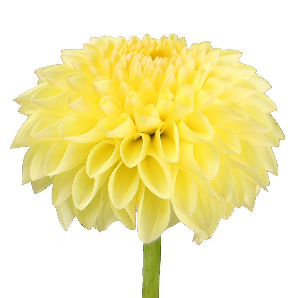 Bouquet Yellow dahlia by piece