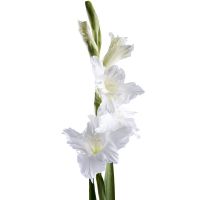 Bouquet Gladiolus white piece