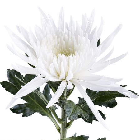 Order white chrysanthemums in our online shop