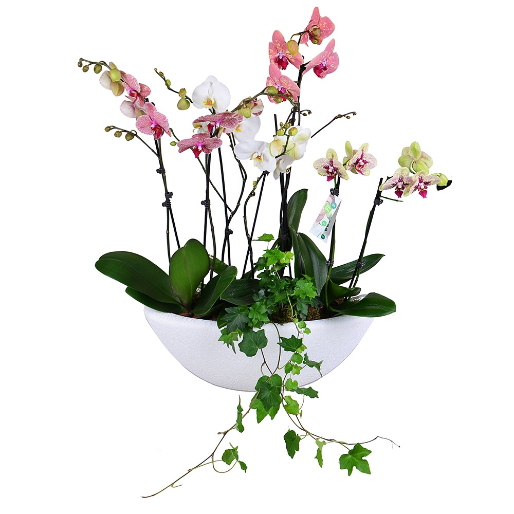 hedera, phalaenopsis orchid (4 pcs.), xxl pots, packaging, ribbon