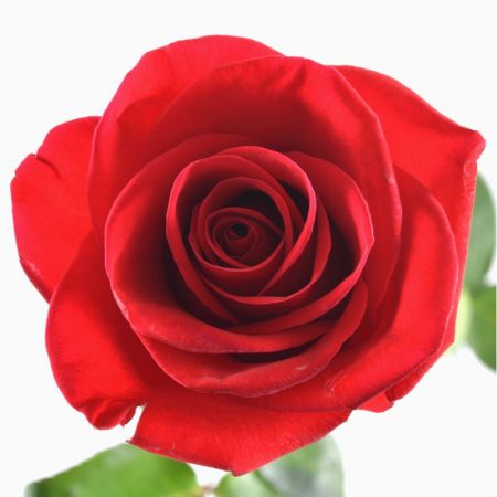 Product Red Rose Freedom by the piece (50 cm)