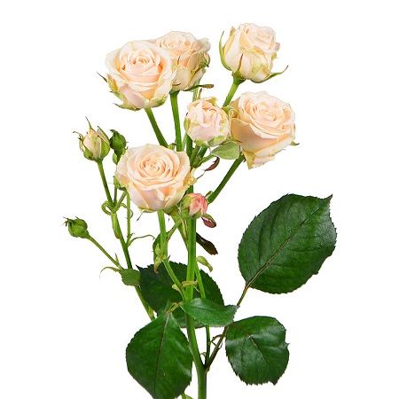 Order delicate Cream shrub roses by piece with delivery to any destination