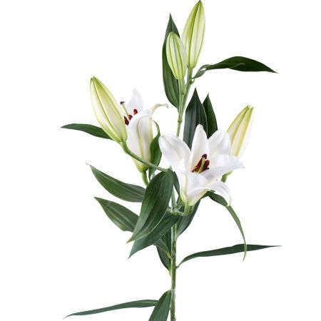 Bouquet Lily white piece