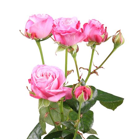 Bouquet Piece bush rose Lady Bombastique