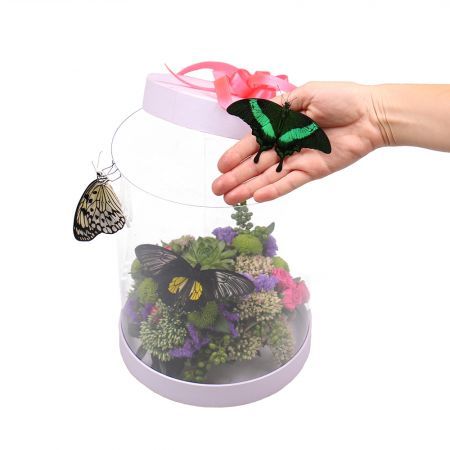 Transparent box with butterflies | order with delivery on UFL