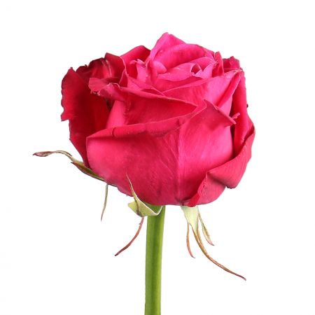 Bouquet Роза Шангри Ла поштучно