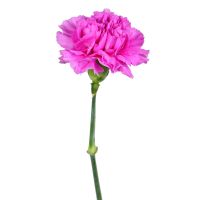 Order pink carnations by the piece at on-line flower shop