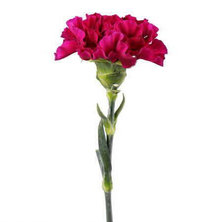 Order purple carnation by the piece at on-line flower shop