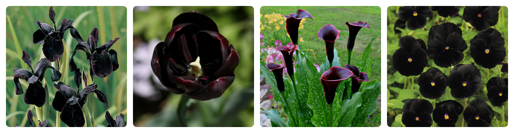 Black Flowers: True or False?
