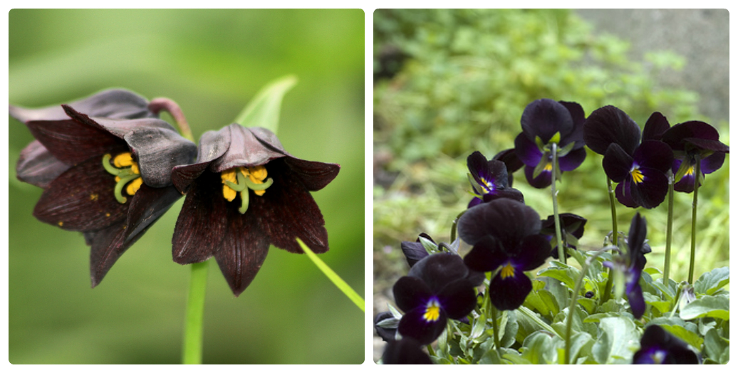 Black Flowers: True or False?